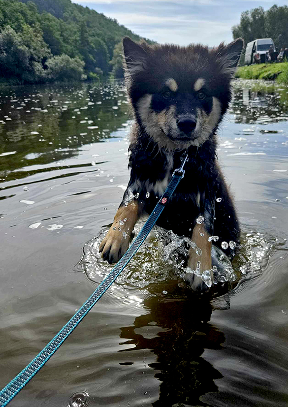 Adak na vodě