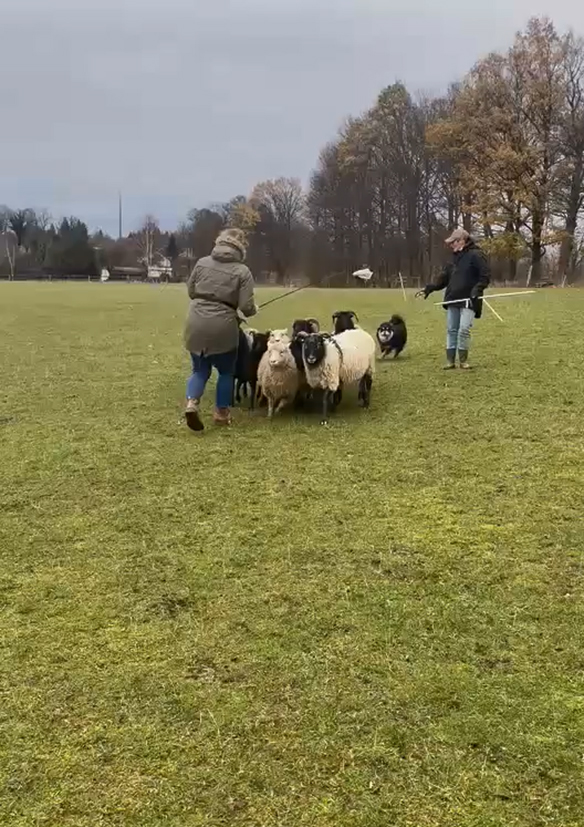 Awan při pasení